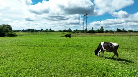 Cow in field at farm, drone view. Cows graze on field with green grass. Stock-Footage 204777404