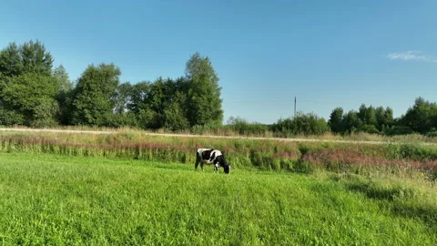 Cow in field at farm, drone view. Cows graze on field with green grass. Vídeos de archivo 206587089