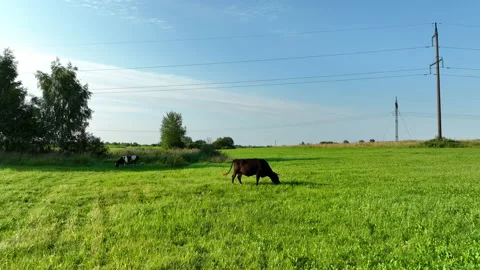 Cow in field at farm, drone view. Cows graze on field with green grass. 動画素材 206663686