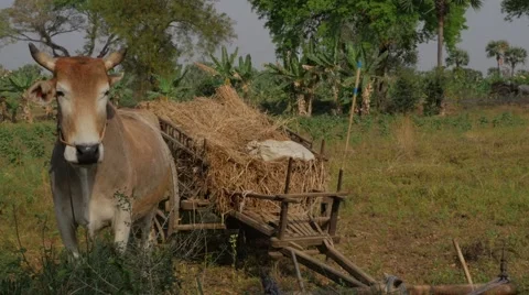 Cow in field with fodder Stock Footage 64652595