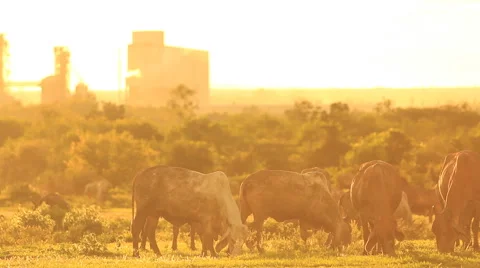 Cow on field. Stock Footage 41660601