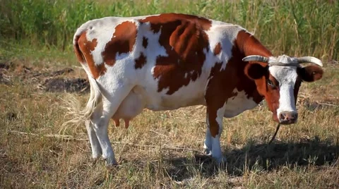 Cow in the field Stock Footage 51486790
