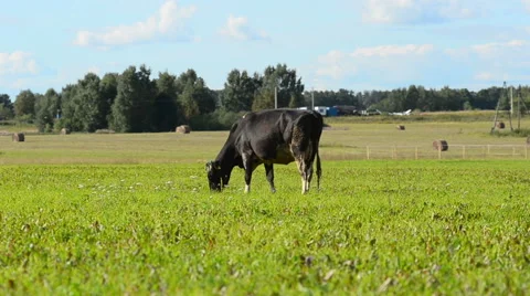 Cow in the field Stock Footage 54047494