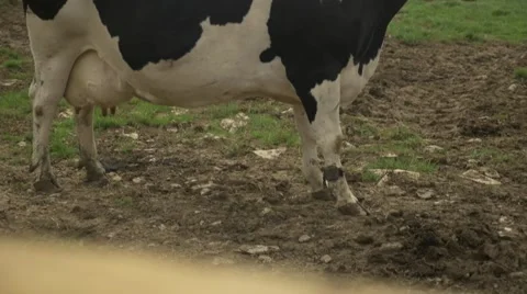Cow in Field Stockbeeldmateriaal 69023330
