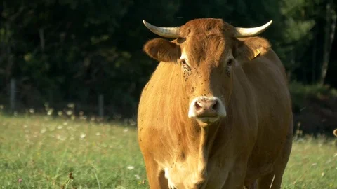 A cow in a field Stock-Footage 73890105