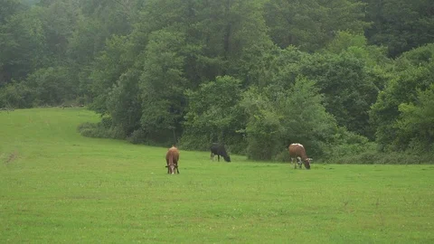 A cow in a field Vidéo 76529376