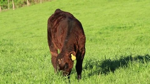 Cow on field Stock Footage 77048977