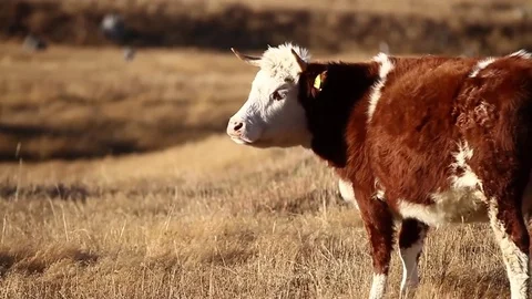 Cow on field Stock Footage 77049314