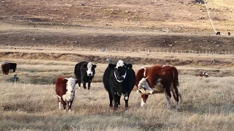 Cow on field Stock Footage 77049326