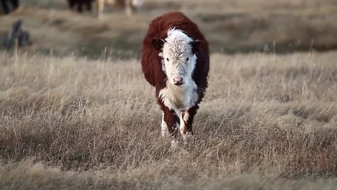 Cow on field Stock Footage 77049329