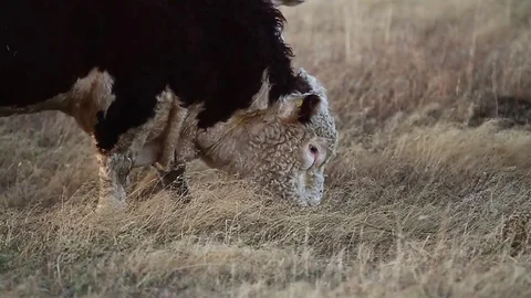 Cow on field Stock Footage 77049335