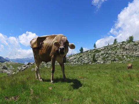 Cow in the field Stock Footage 77707786