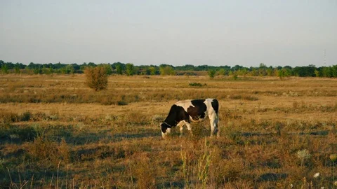 Cow in field Stock Footage 78253533