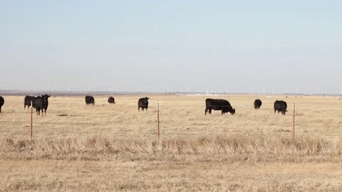 Cow Field Stock Footage 79042793
