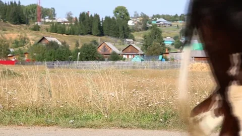 Cow on the field Stock Footage 79960193