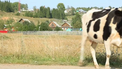 Cow on the field 库存影片 79960287