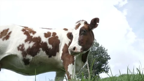Cow in the field Stock Footage 80968044
