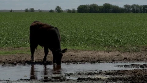 Cow in the field Stock Footage 81496055