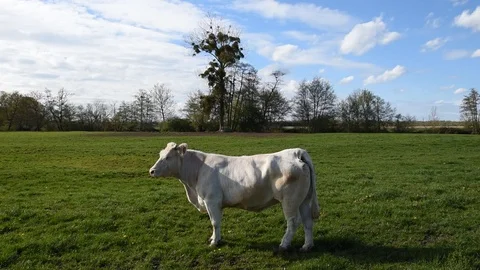 Cow in the field Stock Footage 88836105