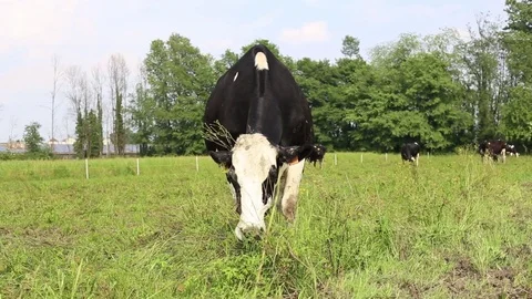 Cow in a field Stock Footage 89543262