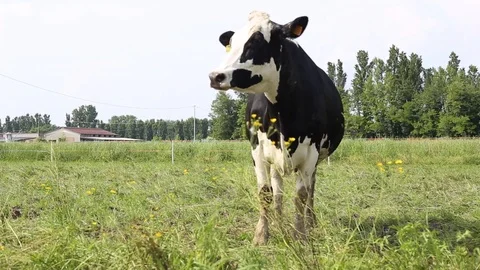 Cow in a field Stock Footage 89543849