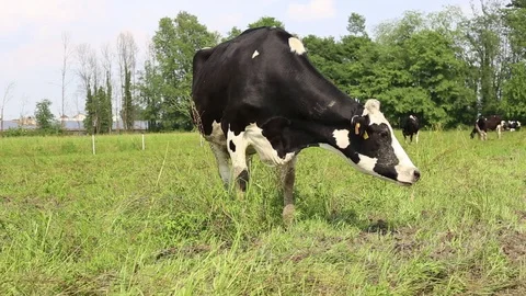 Cow in a field Stock Footage 89544033