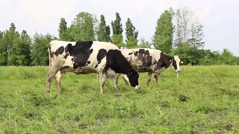 Cow in a field Stock Footage 89544268