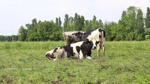 Cow in a field Stock Footage 89544892