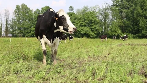 Cow in a field Stock Footage 89545452