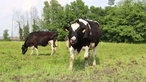 Cow in a field Stock Footage 89545507