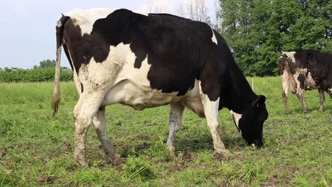 Cow in a field Stock Footage 89546162