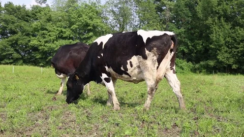 Cow in a field Stock Footage 89546647