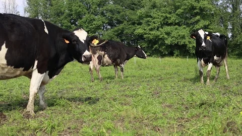 Cow in a field Stock Footage 89546990