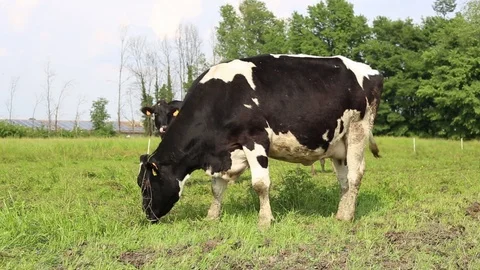 Cow in a field Stock Footage 89547002