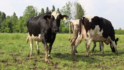 Cow in a field Stock Footage 89547607