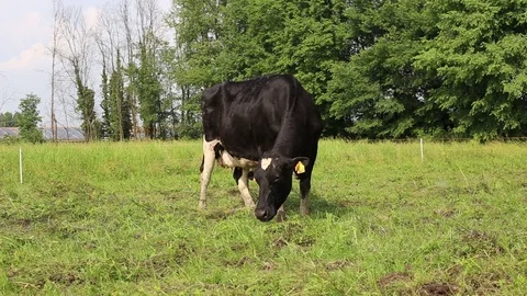Cow in a field Stock Footage 89548296