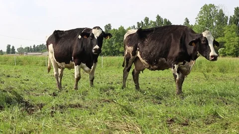 Cow in a field Stock Footage 89548972