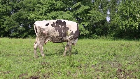 Cow in a field Stock Footage 89548983