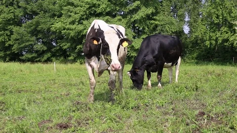 Cow in a field Stock Footage 89549050