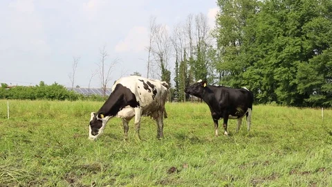 Cow in a field Stock Footage 89549786