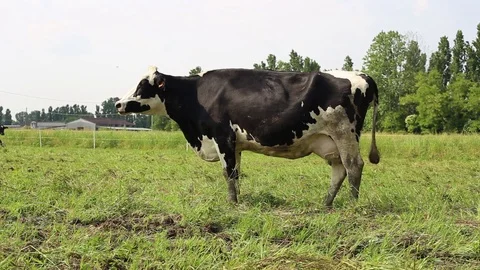 Cow in a field Stock Footage 89549802