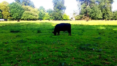 Cow In Field 動画素材 102888120