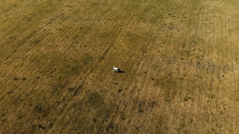 Cow in the field Stock Footage 107331044