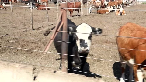 COW FIELD Video stock 138404441