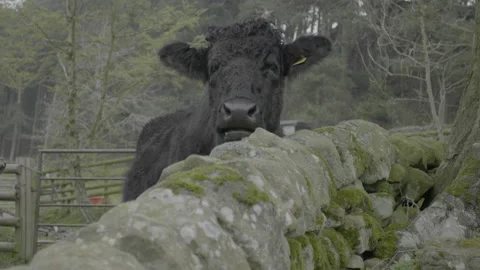 Cow in a field Stock Footage 182420084