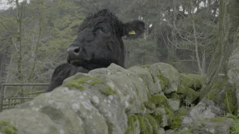 Cow in a field Stock Footage 182426389