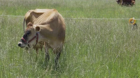 Cow in field Stock Footage 197842446