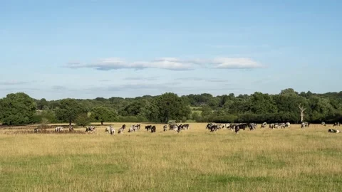 Cow in the field Stock Footage 203561992