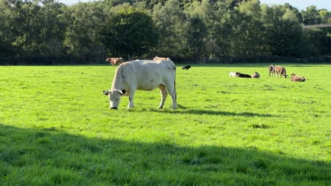 Cow on the field  Stock Footage 210857856