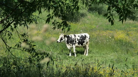 A cow in the field Stock Footage 243095307